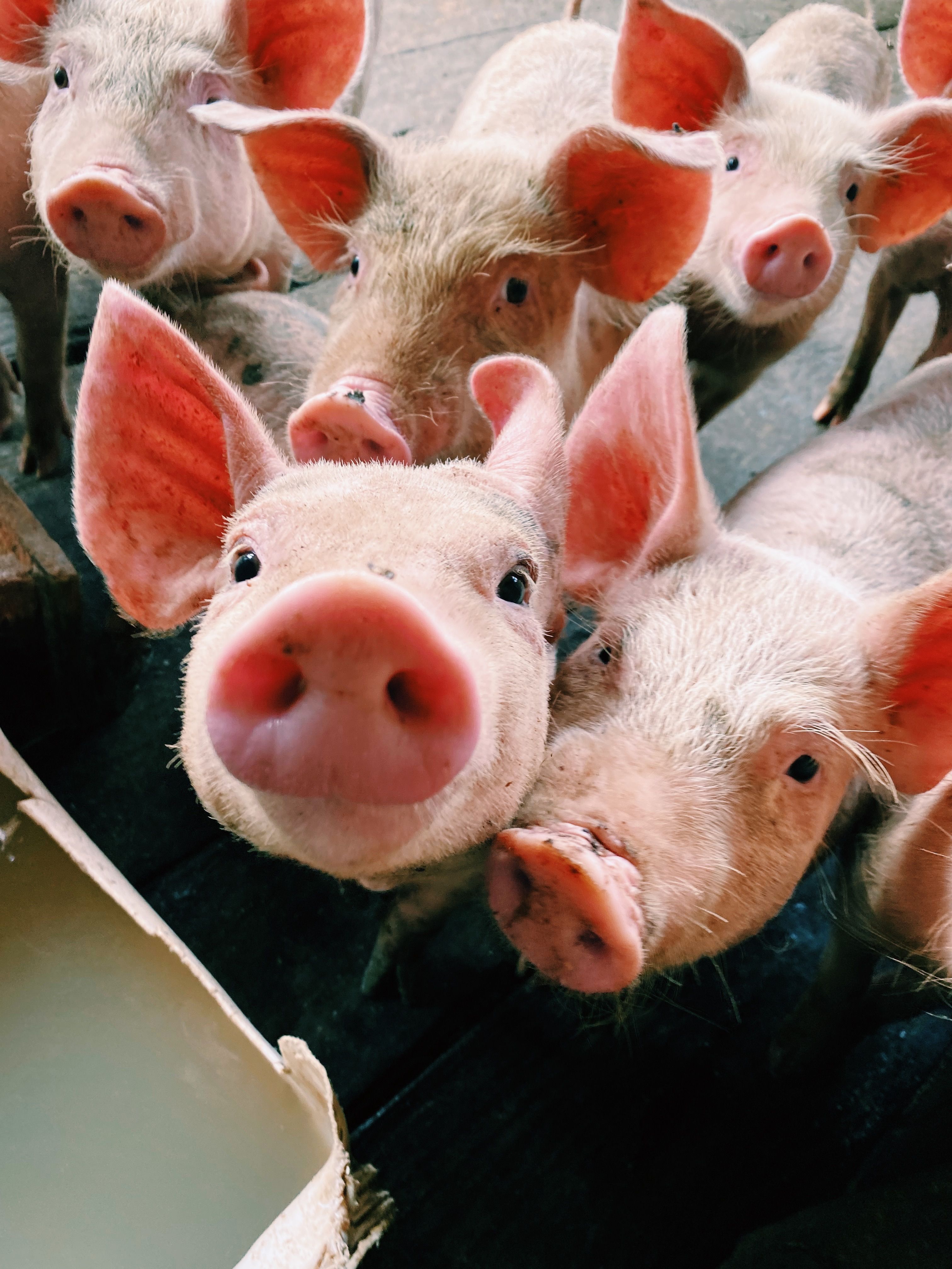 PIGS: My Approach (And Purdue's) to Standups